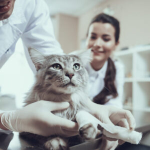 Certificate in Pet First Aid