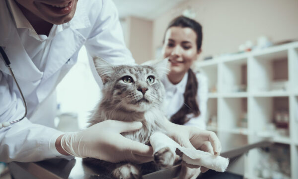 Certificate in Pet First Aid