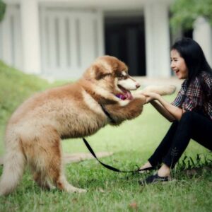 Dog Training: Natural Remedies for Your Dogs