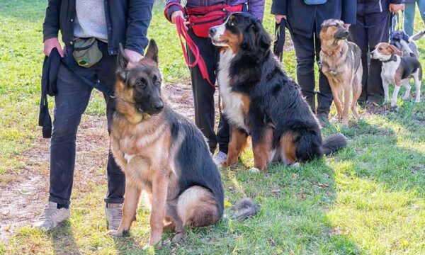 Dog Walking Business Course