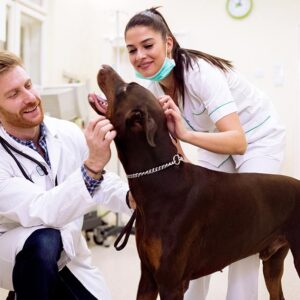 Certificate of Infection Prevention for Veterinary Professionals (CVIP)
