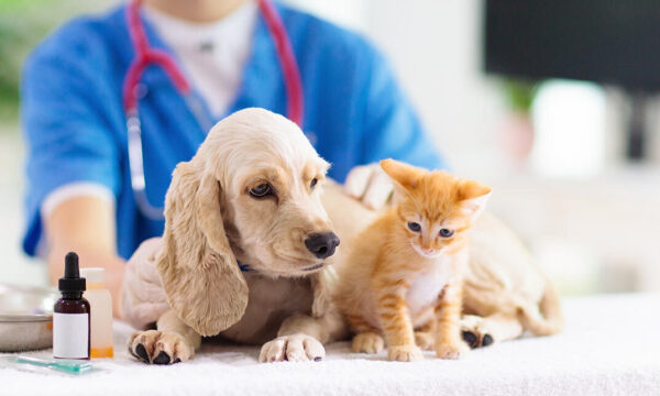 Veterinary Program Prerequisites Bundle