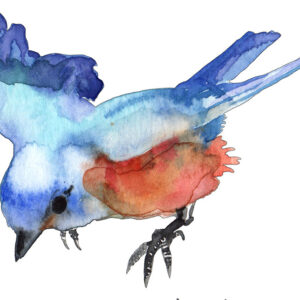 Paint Birds with Watercolour