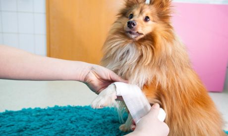 Level 3 Pet First Aid