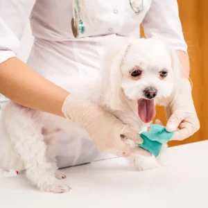 Pet First Aid