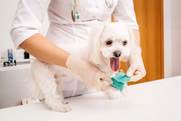 Pet First Aid